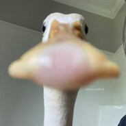 Duck's avatar