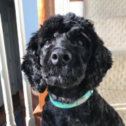 acd