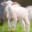gangstasheep