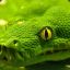Green Snake