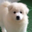 小賴