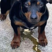 осеменитель поп