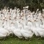 Legion Of Geese