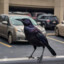 PARKING LOT BIRD