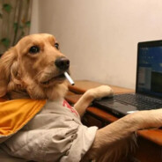 你还是那么喜欢吃橘子