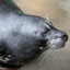 BubbaTheHarborSeal