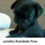 Juninho (ruindade pura)