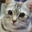 たこ