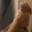 Throbbie Dobbie