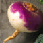 Mr.Turnip