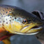 Trout