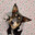 zdog