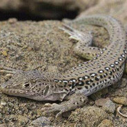 蒙古蜥蜴产后护理大师