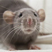 Chocolate Homunculus