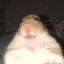 MrGuinea