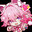 chisato