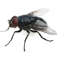 господинXYEGLOT