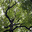 the forest
