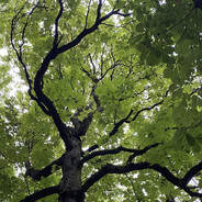 the forest
