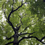 the forest