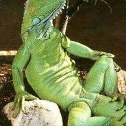 lizythelizard