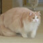 통통한