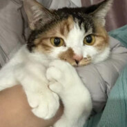 爱吃圆圆小丸子