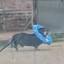 Raid