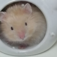 长矛沾屎戳谁谁死