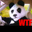 wtfpanda