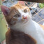 TomTom, o gato precavido