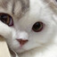猫 DaVo / BUT3HS