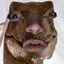 KindOfARaptor