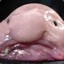 Bob the BlobFish