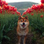 Shiba_Chris