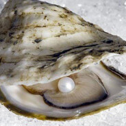 oyster