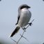 Shrike