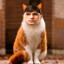 КОТ ЧЕФИР