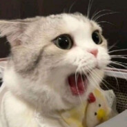 我现在就要控制里昂S肯尼迪