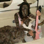 köpek