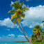 Palmtree
