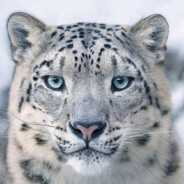 理塘突击手雪豹