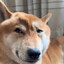 亿年老王八