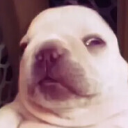 PERRITO MALVADO JEJE