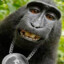 Pimpek