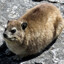 Plump Hyrax