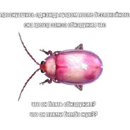 ПикмиБимбоЖук
