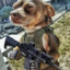 Tactical Dog