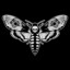 MOTH