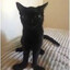 Jinx_The_Cat